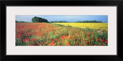 Flowers in a field, Bath, England