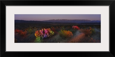 Flowers in a field, Big Bend National Park, Texas