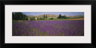 Flowers in a field, Castile, Leon, Spain