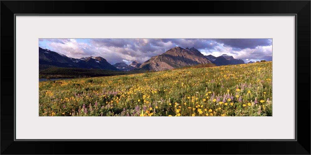 Flowers in a field, Glacier National Park, Montana