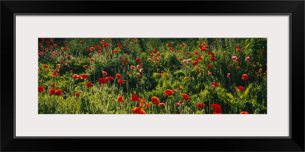 Flowers in a field, Hayesville, Clay County, North Carolina