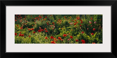 Flowers in a field, Hayesville, Clay County, North Carolina