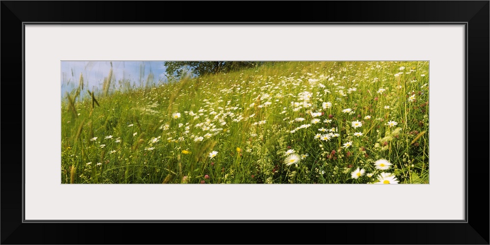 Flowers in a field, Lappeenranta, Finland