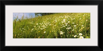 Flowers in a field, Lappeenranta, Finland