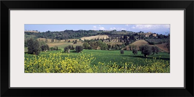 Flowers in a field, San Antimo, Tuscany, Italy