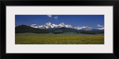 Flowers in a field, Sawtooth National Recreation Area, Stanley, Idaho