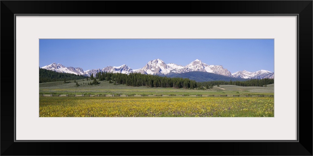 Flowers in a field with a mountain in the background, Sawtooth Mountains, Sawtooth National Recreation Area, Stanley, Idaho