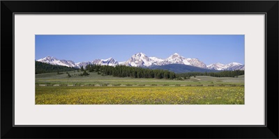 Flowers in a field with a mountain in the background, Sawtooth Mountains, Sawtooth National Recreation Area, Stanley, Idaho