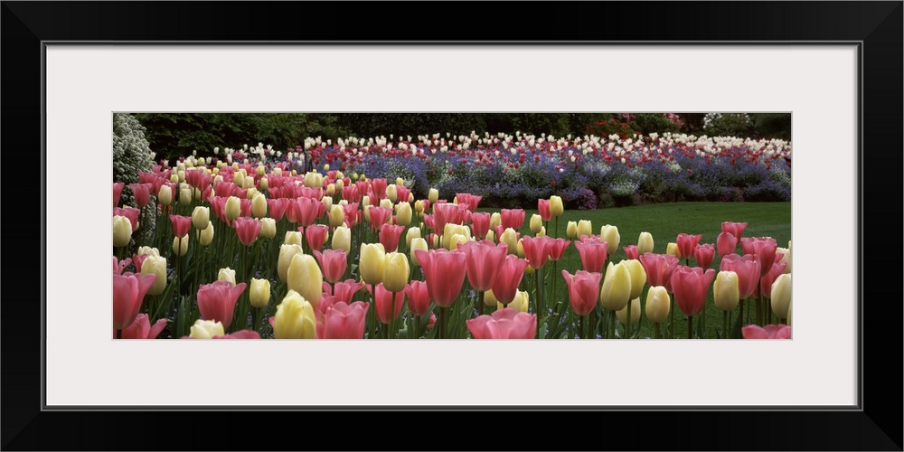 Long horizontal photo on canvas of brightly colored tulips in a garden.