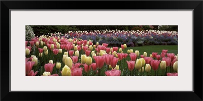 Flowers in a garden, Butchart Gardens, Brentwood Bay, Vancouver Island, British Columbia, Canada