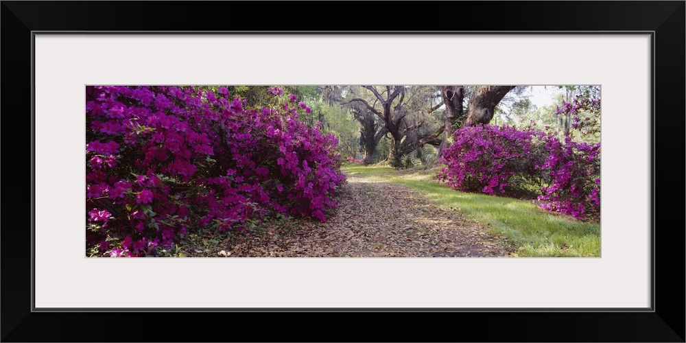 Panoramic photo print of flowering shrubs in a garden with big trees in the distance.