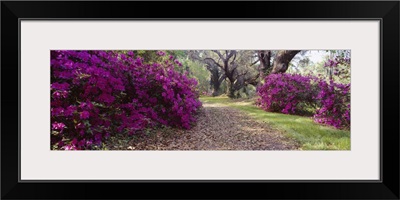 Flowers in a garden, Magnolia Plantation and Gardens, Charleston, South Carolina