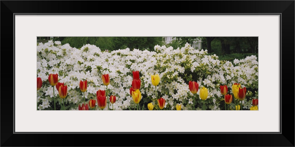 Flowers in a garden, Sherwood Gardens, Baltimore, Maryland