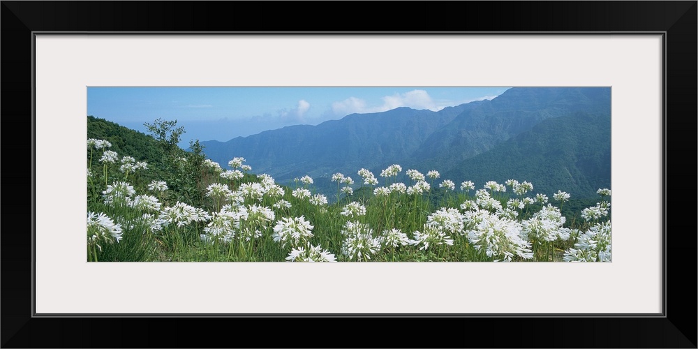 Panoramic photograph of large flowers in a vast, green meadow, in front of a mountain landscape in a n ecological park in ...