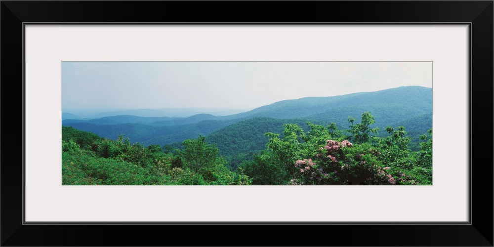 Fog over a forest, Great Smoky Mountain National Park, North Carolina