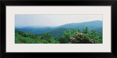 Fog over a forest, Great Smoky Mountain National Park, North Carolina