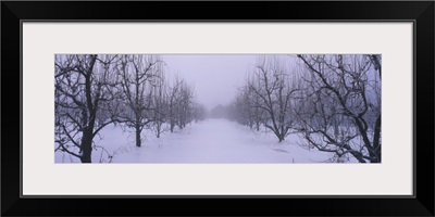 Fog over a snow covered pear orchard, Upper Hood River Valley, Hood River County, Oregon