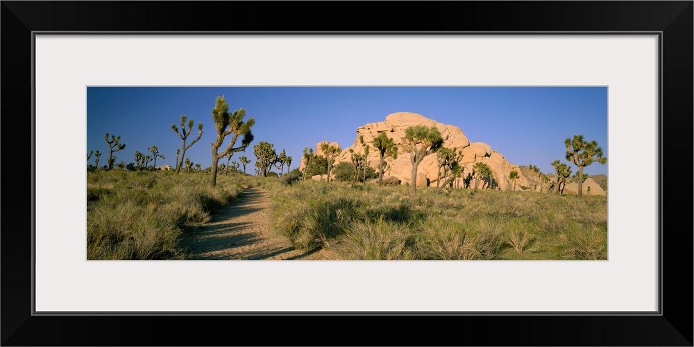 Foot Path Through Joshua Tree National Park CA