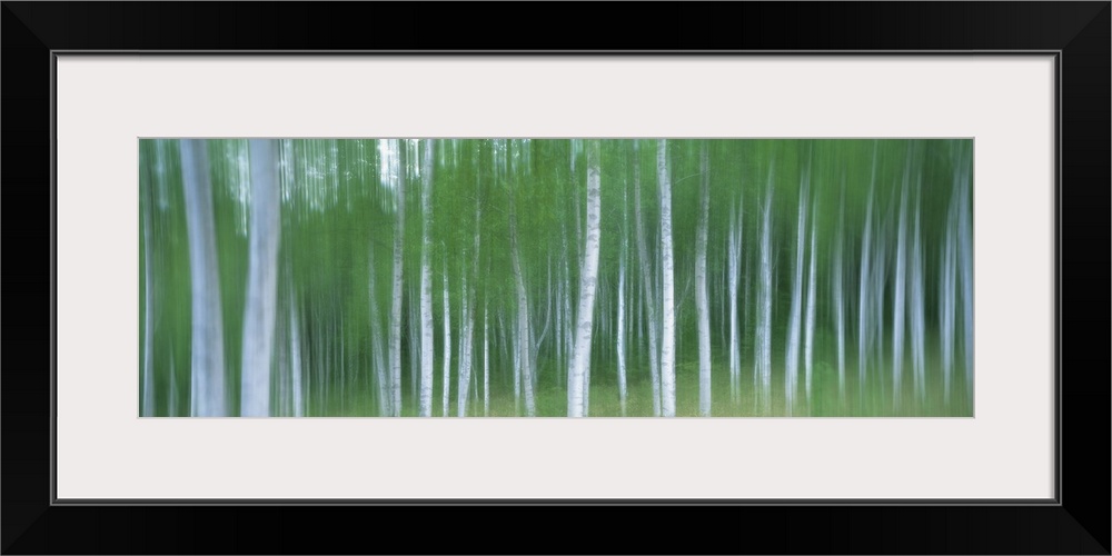 Blurred shot of leaf covered birch trees in a forest.