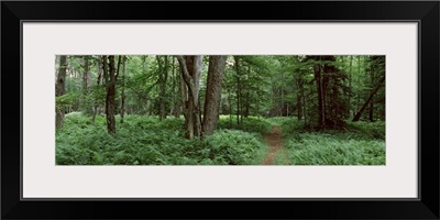 Forest Adirondack Mountains Old Forge Herkimer County New York State