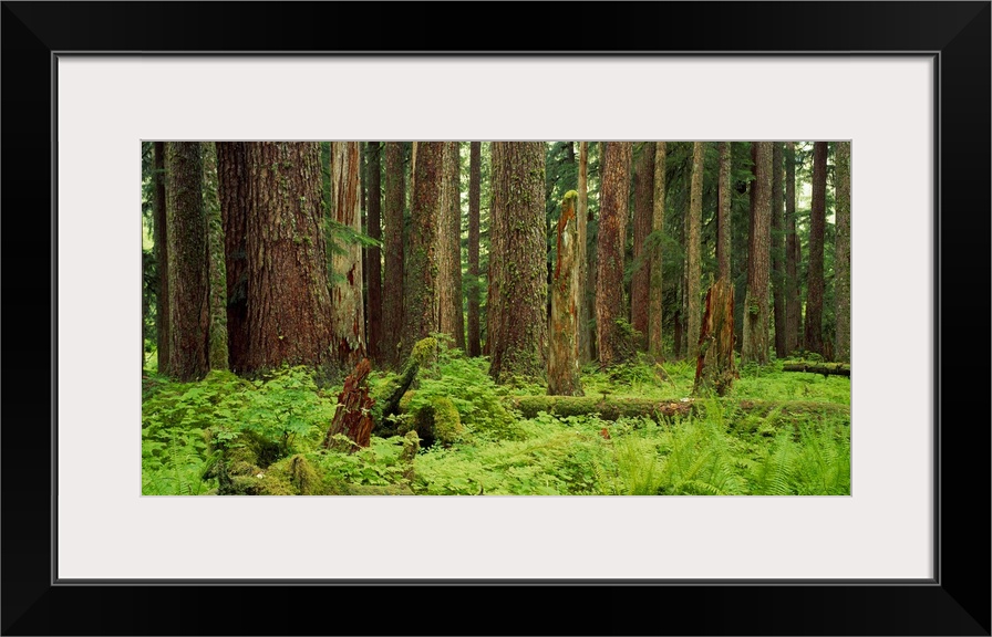 Forest floor Olympic National Park WA