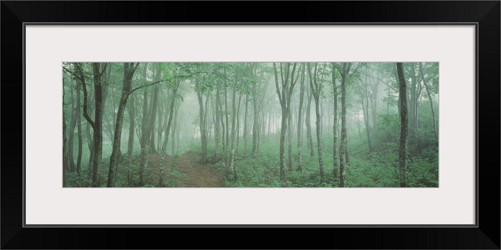 This decorative accent is a path way through a misty wood of young trees on a panoramic landscape canvas.