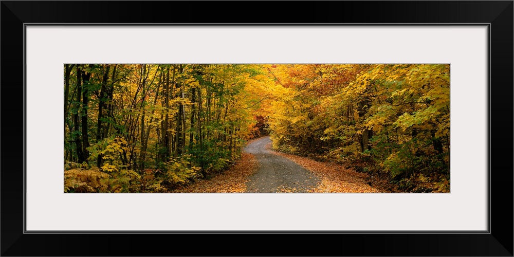 Panoramic picture taken of a winding road through a thick forest during autumn with trees lining the side of the path.