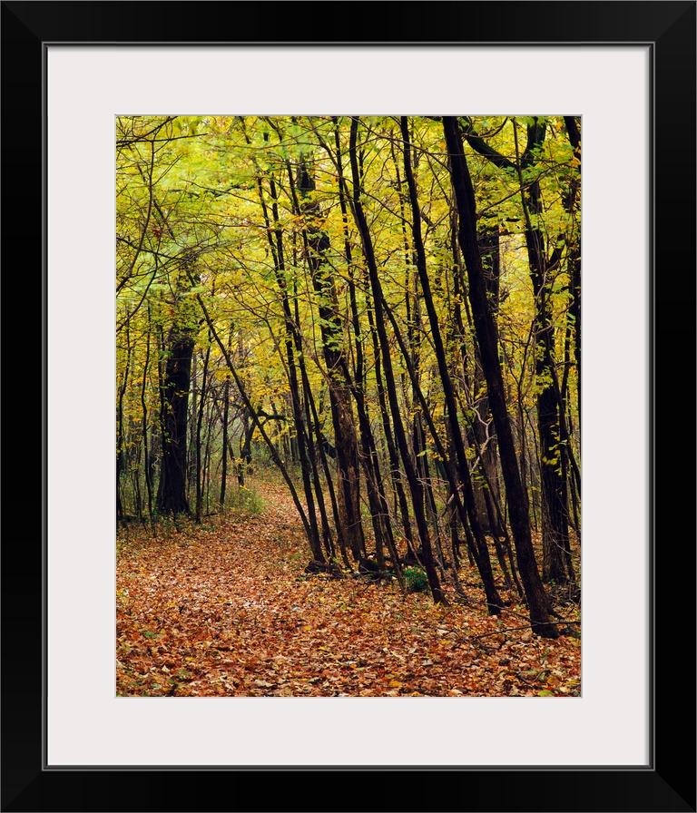 Forest trail through autumn color trees, Myre-Big Island State Park, Minnesota