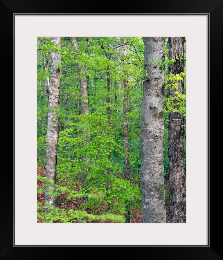 Forest with american beech trees, Kistachie National Forest, Louisiana