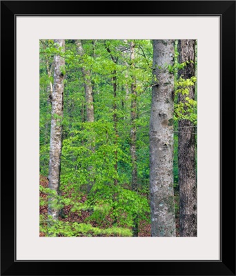 Forest with american beech trees, Kistachie National Forest, Louisiana