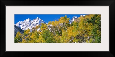 Forest with snowcapped mountains in the background, Maroon Bells, Aspen, Pitkin County, Colorado,