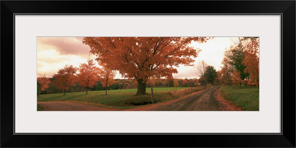 This is a panoramic photograph of a convergence of two roads under a tree in a field at autumn.