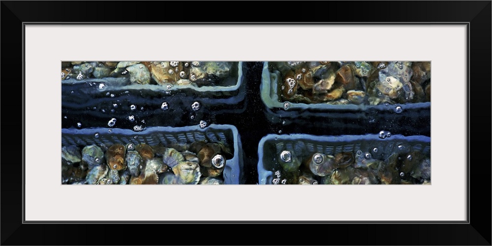 France, Brittany, Oysters in underwater tank