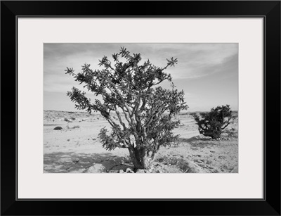 Frankincense trees (Boswellia sacra) in a desert, Salalah, Dhofar, Oman