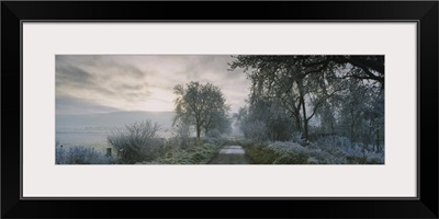 Frost on trees, Staxton, North Yorkshire, England