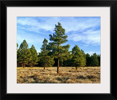 Frosted underbrush in ponderosa pine tree forest, Kaibab National Forest, Arizona