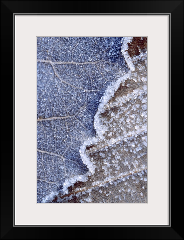 A closely taken photograph of a leaf that has been frozen. You can see tiny ice crystals on top the leaf.