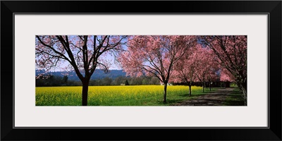Fruit trees in a mustard field, Napa Valley, California,