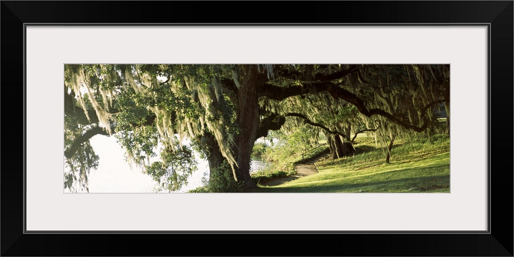 Panoramic photo of a weeping willow tree in a garden along a river.