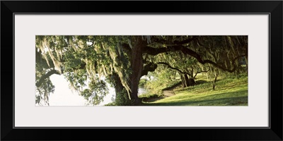 Garden at the riverside, Middleton Place, Charleston, Charleston County, South Carolina,