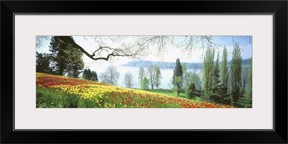 A field of flowers is photographed in the foreground with a large body of water shown in the distance.