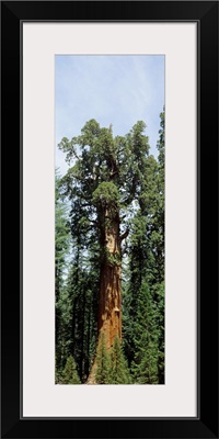 General Sherman Tree Sequoia National Park CA