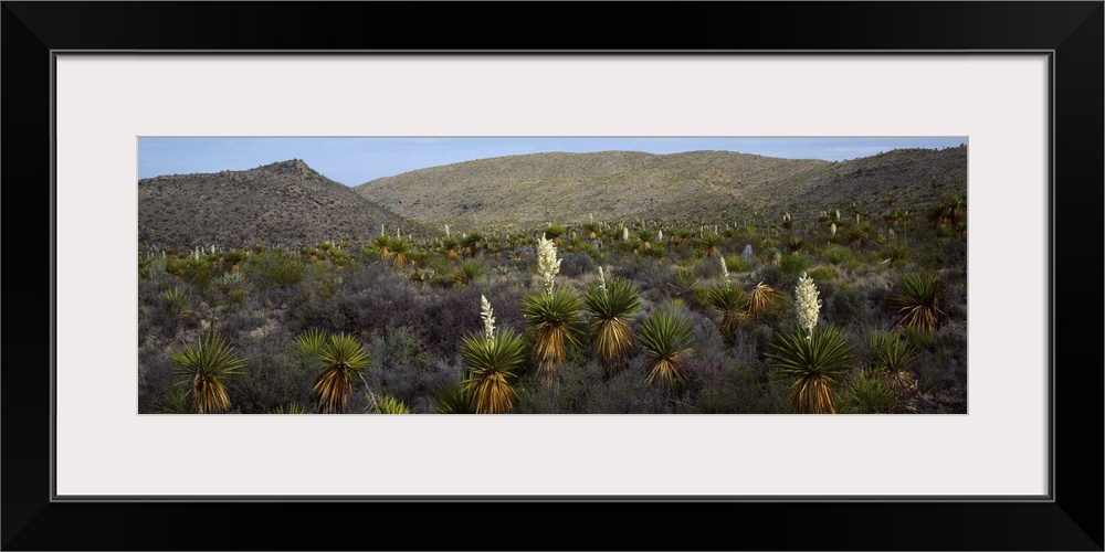 Giant Dagger Yuccas (Yucca carnerosana) in a field, Big Bend National Park, Texas,