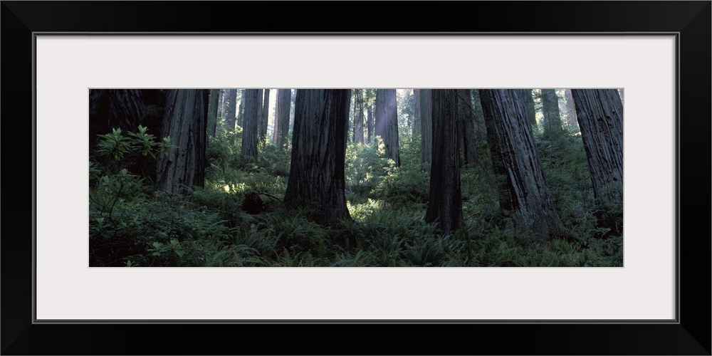 Giant Redwoods Redwood National Park CA