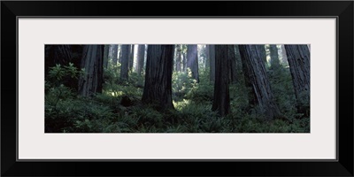 Giant Redwoods Redwood National Park CA