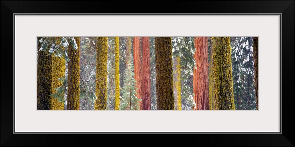 Panoramic photograph shows a forest within the Western United States that is filled with large redwood trees.  Located on ...