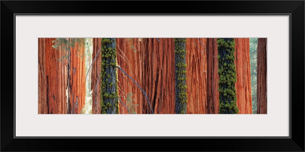 Giant Sequoia trees in a forest, Sequoia National Park, California