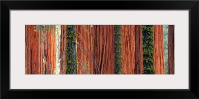 Giant Sequoia trees in a forest, Sequoia National Park, California