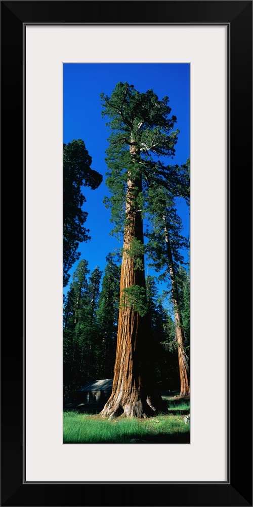 Giant Sequoia Yosemite National Park CA