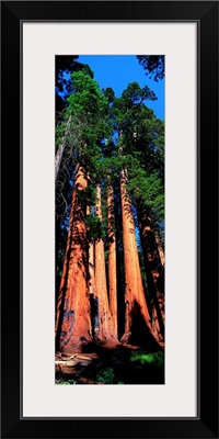 Giant Sequoias CA